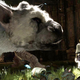 Image for article titled The Last Guardian Is A Real Video Game And We've Played It